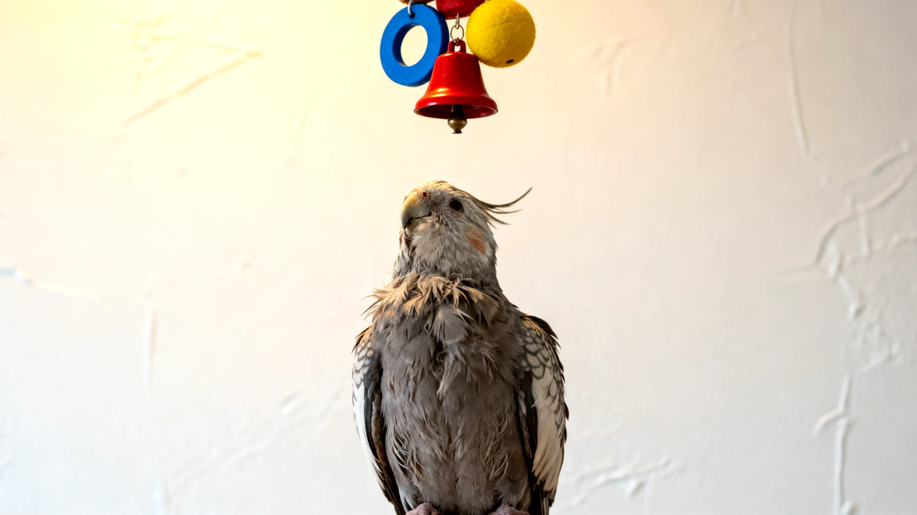 Ältere Nymphensittiche leiden häufig unter Arthritis und verminderter Beweglichkeit, wodurch sie Schwierigkeiten haben, auf verschiedenen Sitzstangen zu spielen und sich ausreichend zu beschäftigen. Herkömmliche Spielzeuge sind oft schwer erreichbar oder erfordern zu viel Anstrengung."